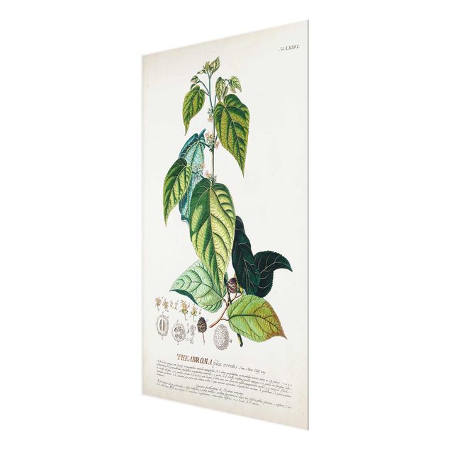 Quadro in vetro - Vintage botanica cacao - Verticale 3:2