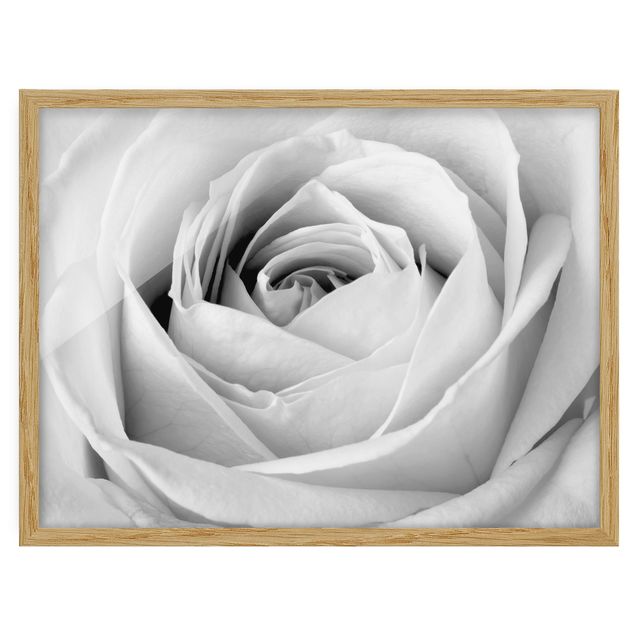 Poster con cornice - Close Up Rose - Orizzontale 3:4