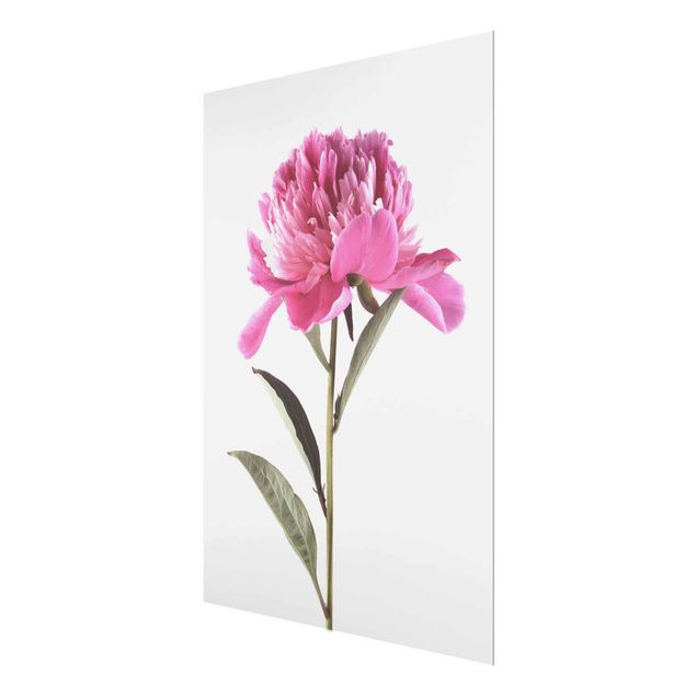 Quadro in vetro - Blooming Peony rosa su fondo bianco - Verticale 4:3