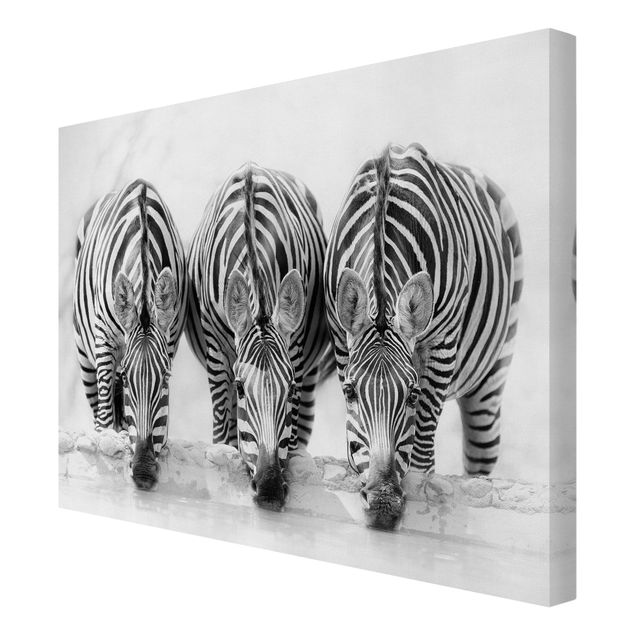 Stampa su tela Trio di zebre in bianco e nero