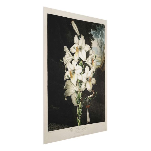 Quadro in vetro - Botanica illustrazione d'epoca White Lily - Verticale 4:3