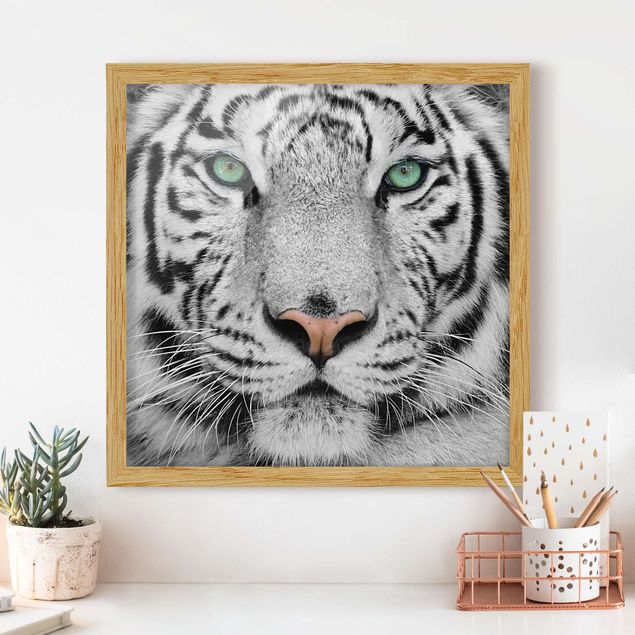 quadri con animali Tigre bianca