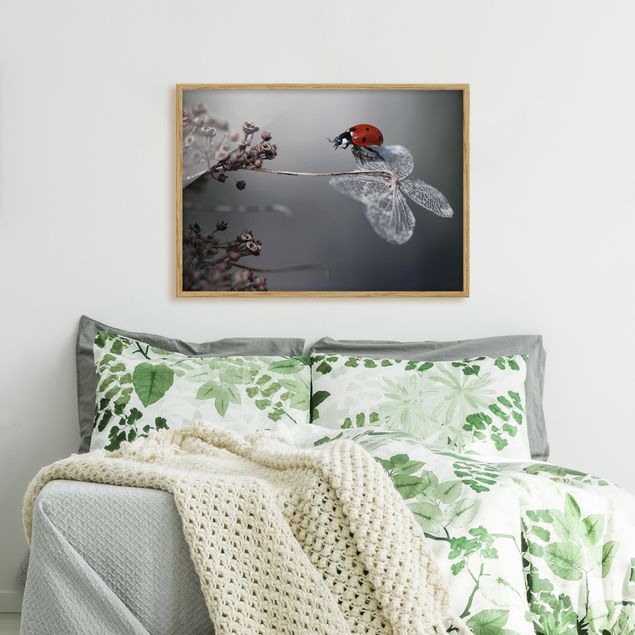 Poster con cornice - Ladybird On Hydrangea - Orizzontale 3:4