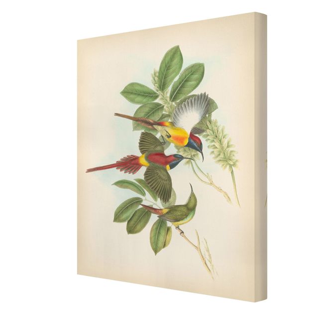 Quadri su tela Illustrazione vintage Uccelli tropicali III
