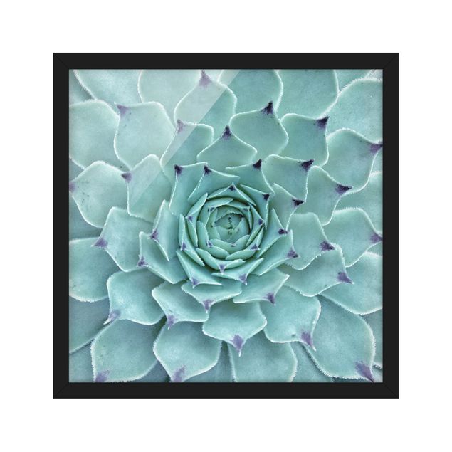 Poster con cornice - Cactus Agave - Quadrato 1:1