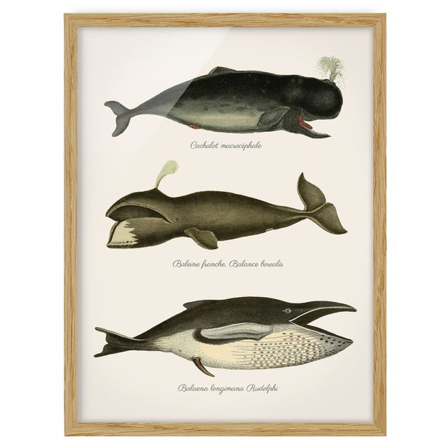 Poster con cornice - Tre Vintage Balene - Verticale 4:3