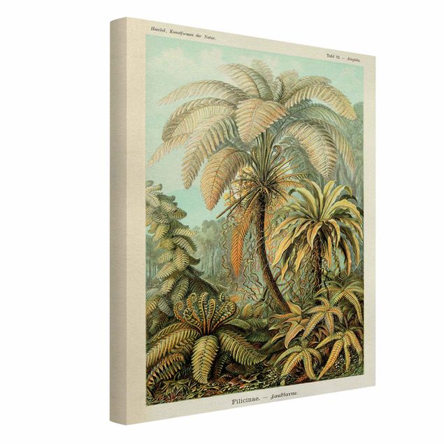 Stampe su tela Illustrazione botanica vintage Foglie di felci