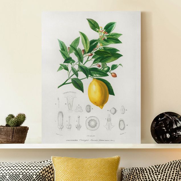 Quadri su tela fiori Illustrazione botanica vintage di limone