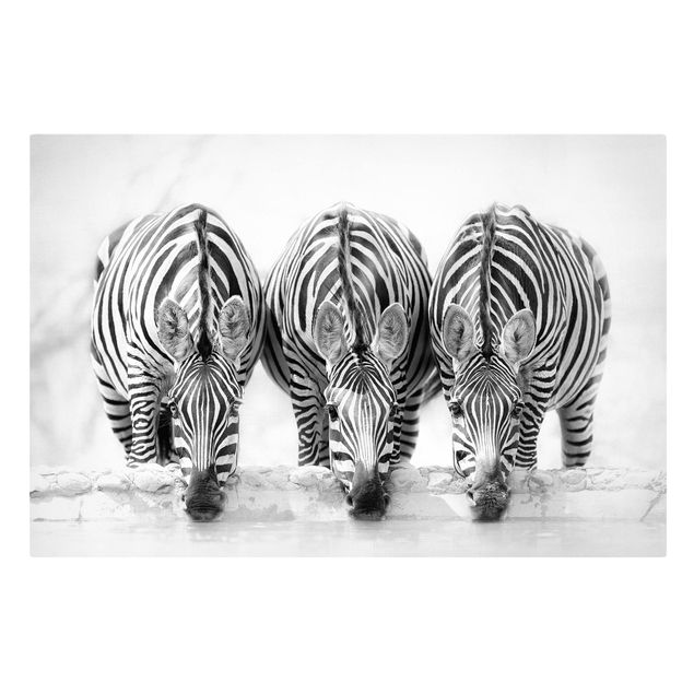 Quadri moderni per soggiorno Trio di zebre in bianco e nero