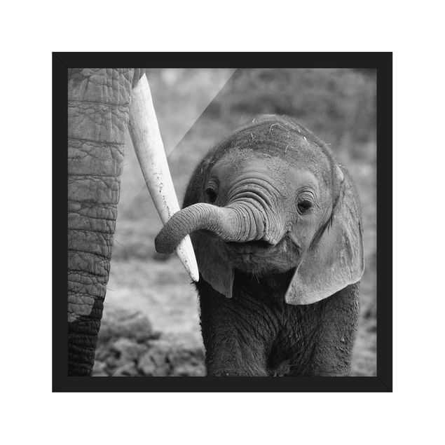 Poster con cornice - Baby Elephant - Quadrato 1:1