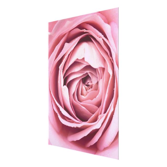 Quadro in vetro - Pink Rose Blossom - Verticale 4:3