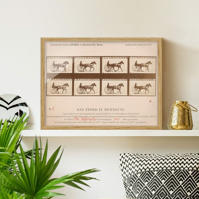 stampe animali Eadweard Muybridge - Il cavallo in movimento