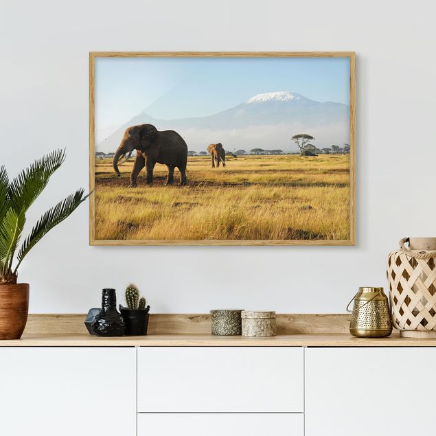 quadri con animali Elephants In Front Of The Kilimanjaro In Kenya