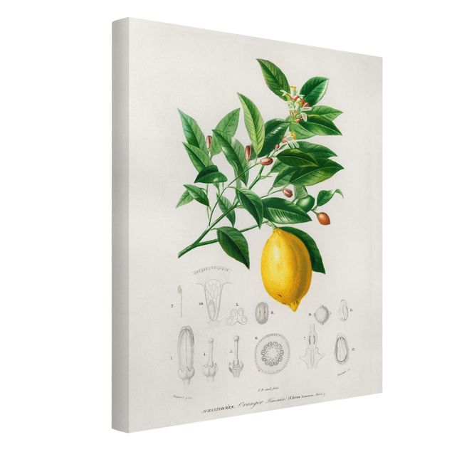 Stampa su tela - Botanica Vintage Illustrazione Di Limone - Verticale 4:3