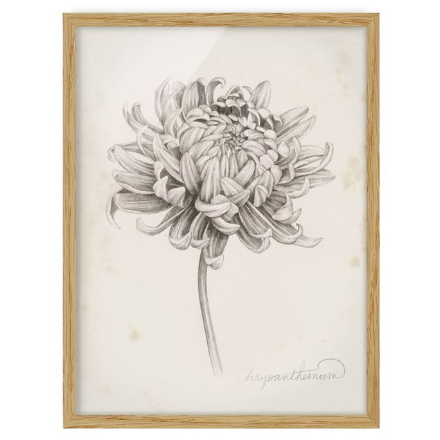 Poster con cornice - Botanical Study I Chrysanthemum - Verticale 4:3