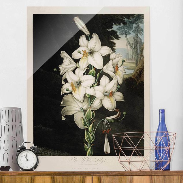 Lavagna magnetica vetro Illustrazione botanica vintage di giglio bianco