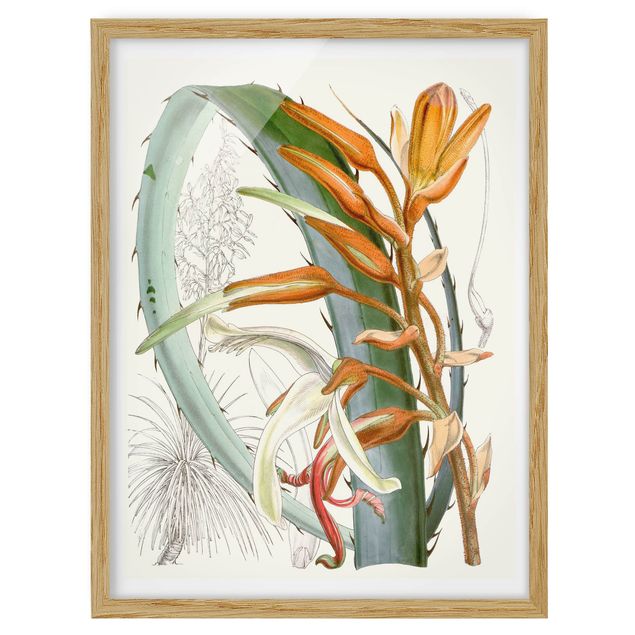 Poster con cornice - Illustrazione Vintage Tropical Flowers I - Verticale 4:3