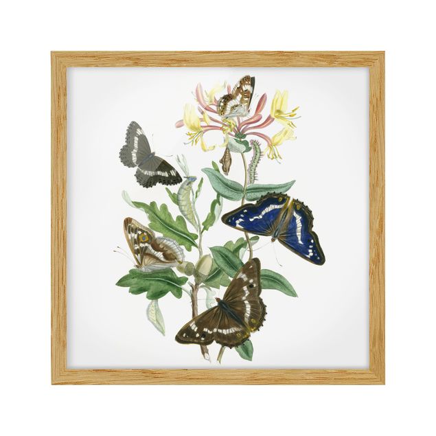 Poster con cornice - British Butterflies IV - Quadrato 1:1