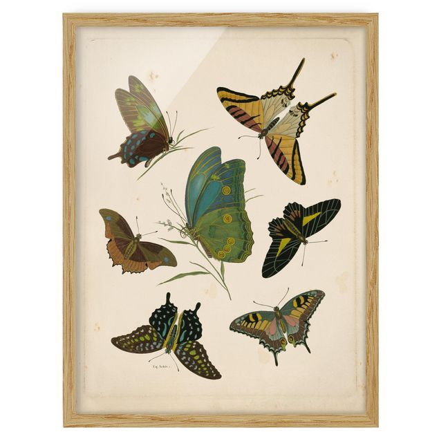 Poster con cornice - Illustrazione Vintage farfalle esotiche - Verticale 4:3