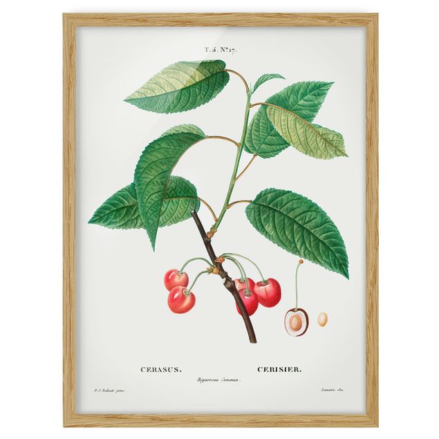 Poster con cornice - Illustrazione botanica rosso dell'annata Ciliegie - Verticale 4:3