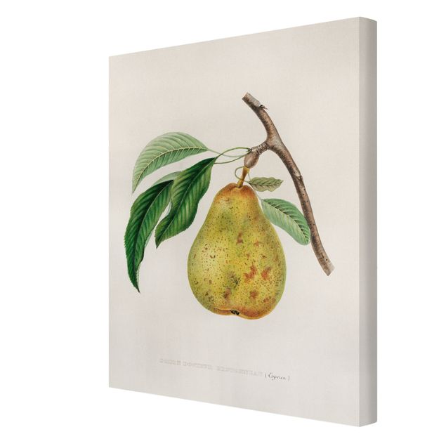 Stampa su tela - Botanica illustrazione d'epoca Yellow Pear - Verticale 4:3