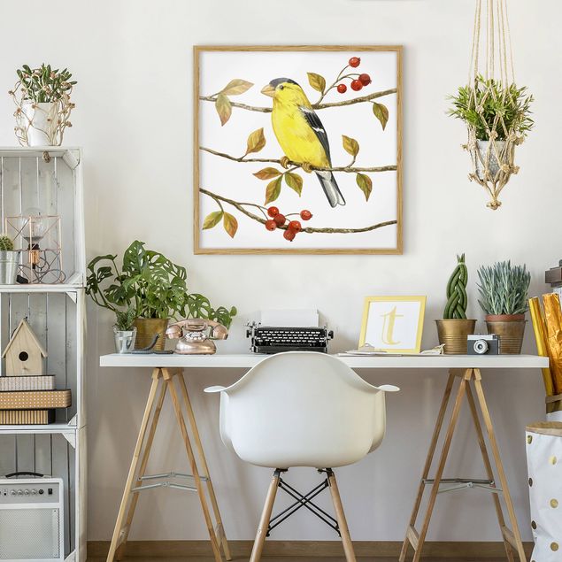 Poster con cornice - Birds And Berries - American Goldfinch - Quadrato 1:1