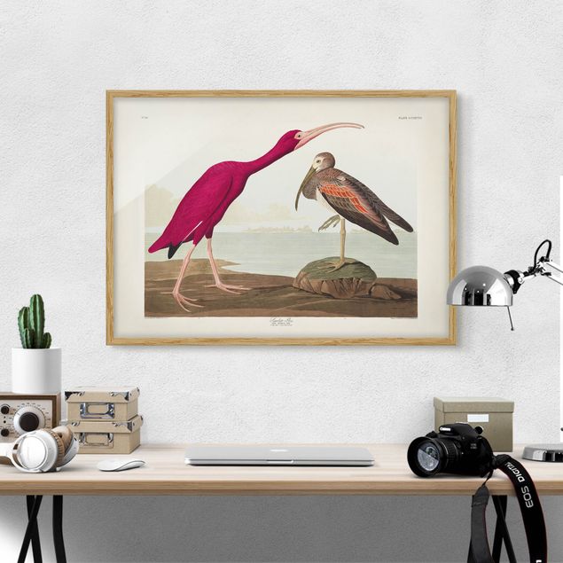 Quadri animali Bacheca Vintage Ibis rosso