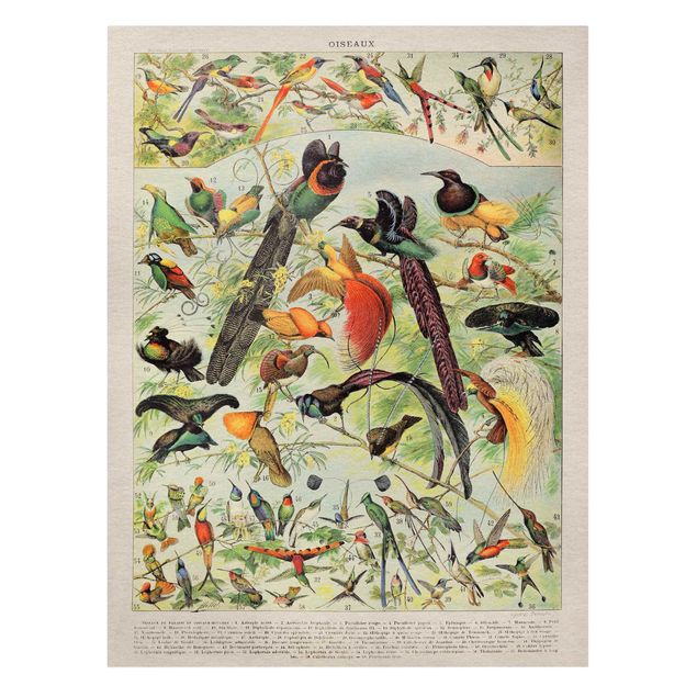 Stampa su tela Bacheca vintage Uccelli del Paradiso