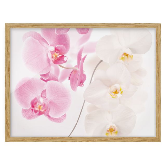 Poster con cornice - Delicate Orchids - Orizzontale 3:4