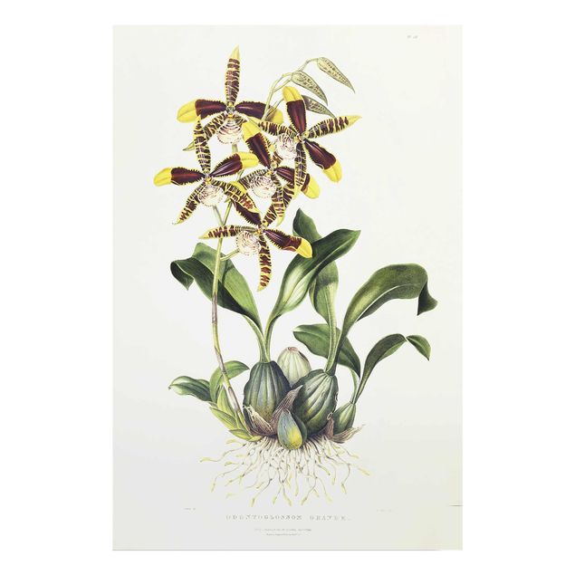 Quadro in vetro - Maxim Gauci - orchidea II - Verticale 3:2
