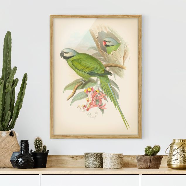 stampe animali Illustrazione vintage Uccelli tropicali II