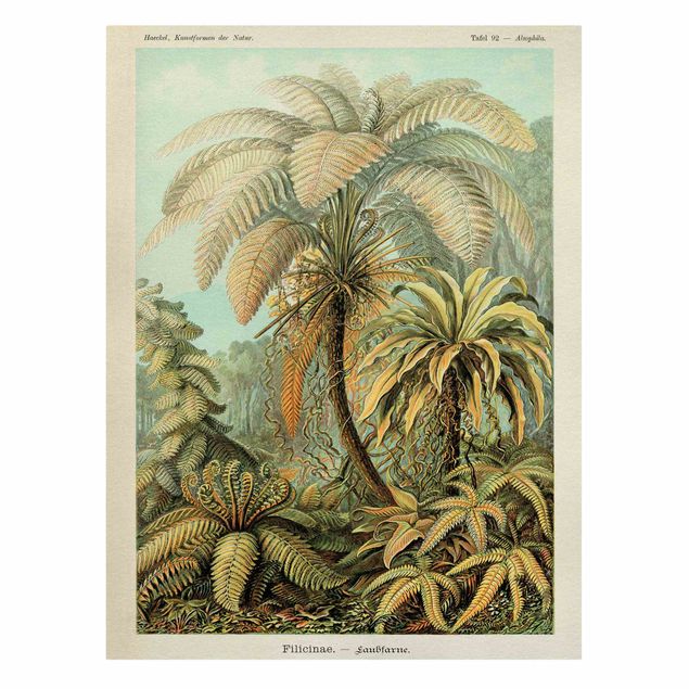 Stampa su tela - Botanica illustrazione d'epoca Foglie Felci - Verticale 4:3