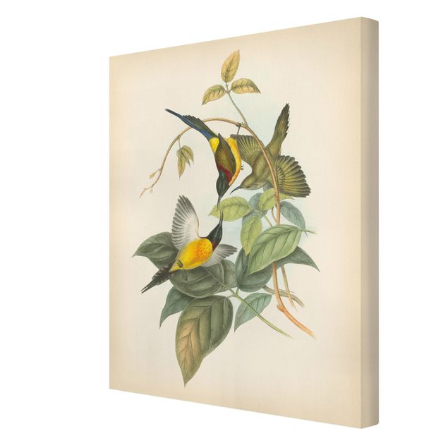 Stampe su tela Illustrazione vintage Uccelli tropicali IV