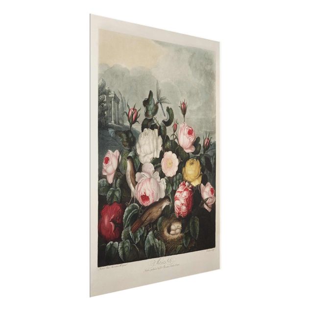 Quadro in vetro - Botanica Vintage Illustrazione di rose - Verticale 4:3