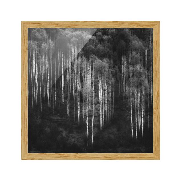 Poster con cornice - Foresta della betulla in Aspen