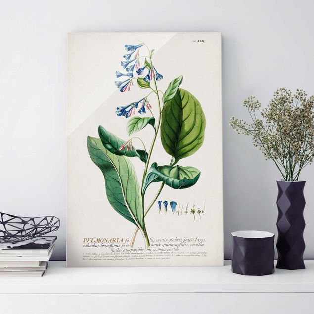 Lavagna magnetica vetro Illustrazione botanica vintage Pulmonaria