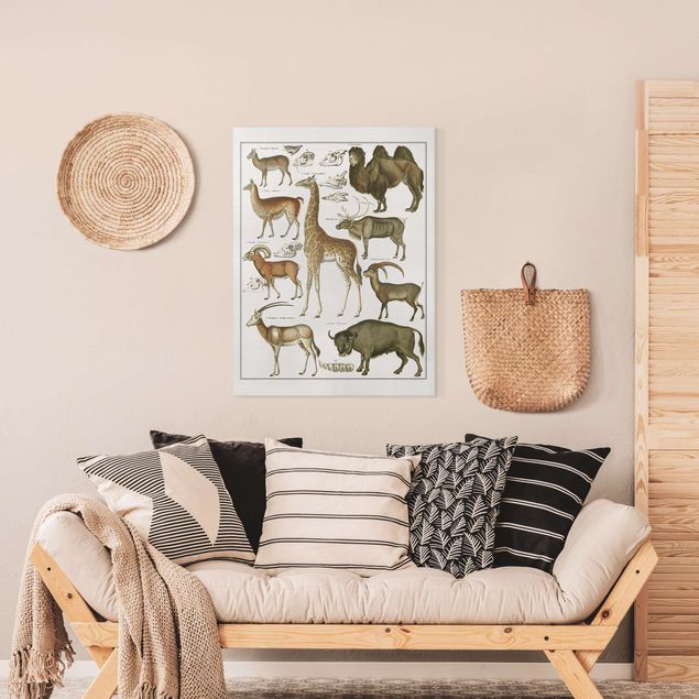 Quadri su tela paesaggio Bacheca Vintage Giraffa, cammello e lama