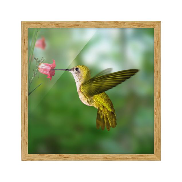 Poster con cornice - Hummingbird And Blossom - Quadrato 1:1