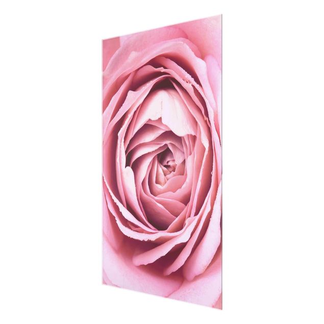 Quadro in vetro - Pink Rose Blossom - Verticale 3:2