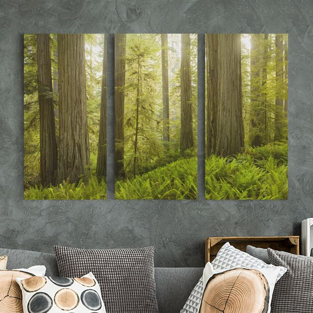Quadri foresta Vista sulla foresta del parco statale di Redwood