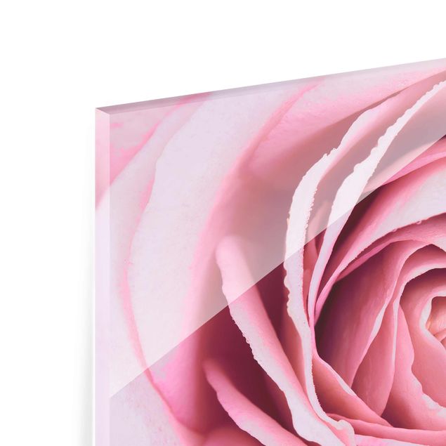 Quadro in vetro - Pink Rose Blossom - Orizzontale 2:3
