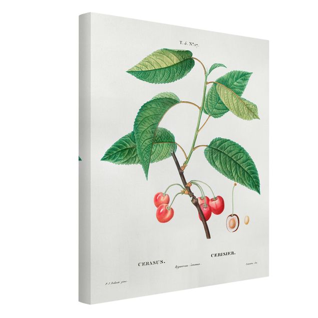 Stampa su tela - Illustrazione botanica rosso dell'annata Ciliegie - Verticale 4:3