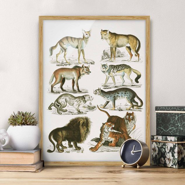 quadri con animali Bacheca Vintage Leone, tigre e sciacallo