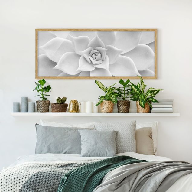 Poster con cornice - Cactus Succulente - Panorama formato orizzontale