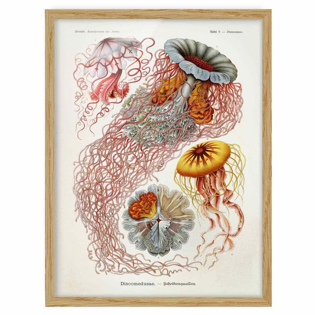 Poster con cornice - Vintage Consiglio Jellyfish - Verticale 4:3