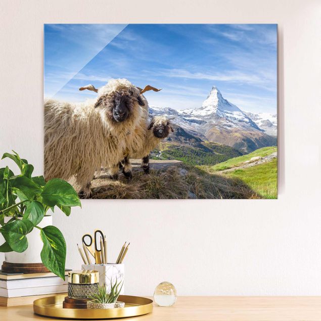 quadri con animali Pecore dal naso nero di Zermatt