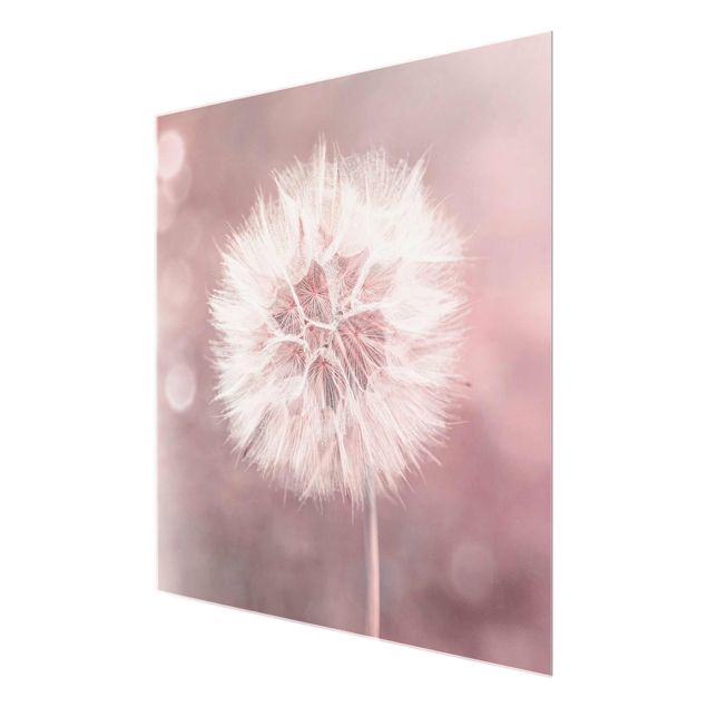 Quadro in vetro - Dandelion rosa bokeh - Quadrato 1:1