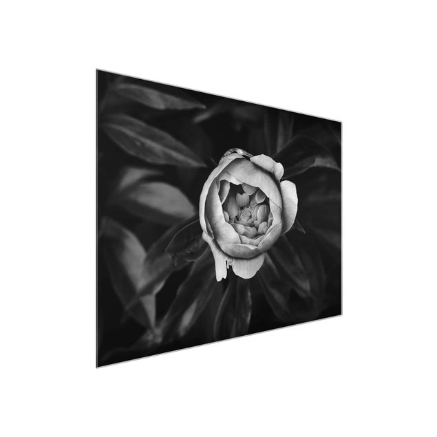 Quadro in vetro - Peony fiore bianco frontale nero Foglie - Orizzontale 3:4