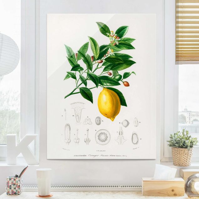 Lavagna magnetica vetro Illustrazione botanica vintage di limone