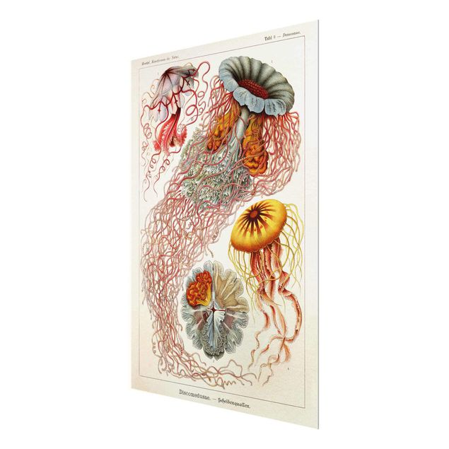 Quadro in vetro - Vintage Consiglio Jellyfish - Verticale 4:3